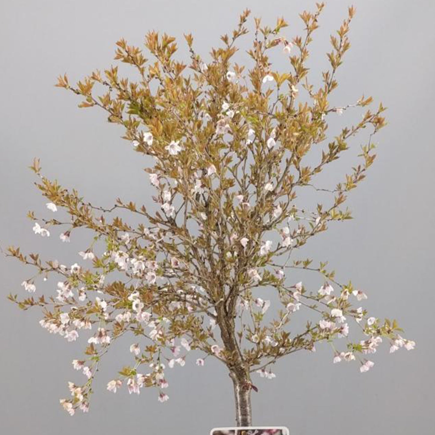 Prunus Kojou-No-Mai Patio Tree