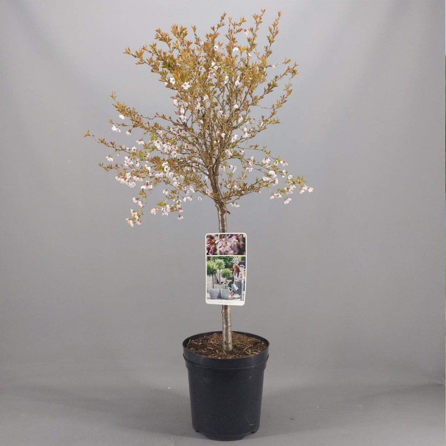 Prunus Kojou-No-Mai Patio Tree