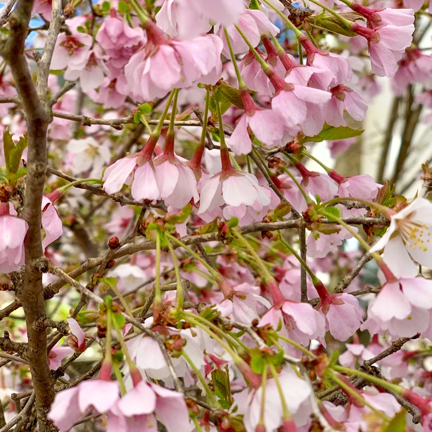 Prunus Kojou-No-Mai Patio Tree