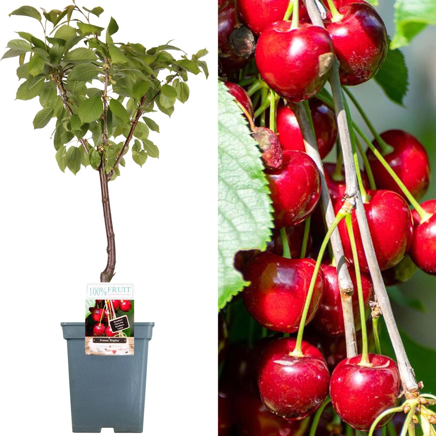 Patio Fruit Trees