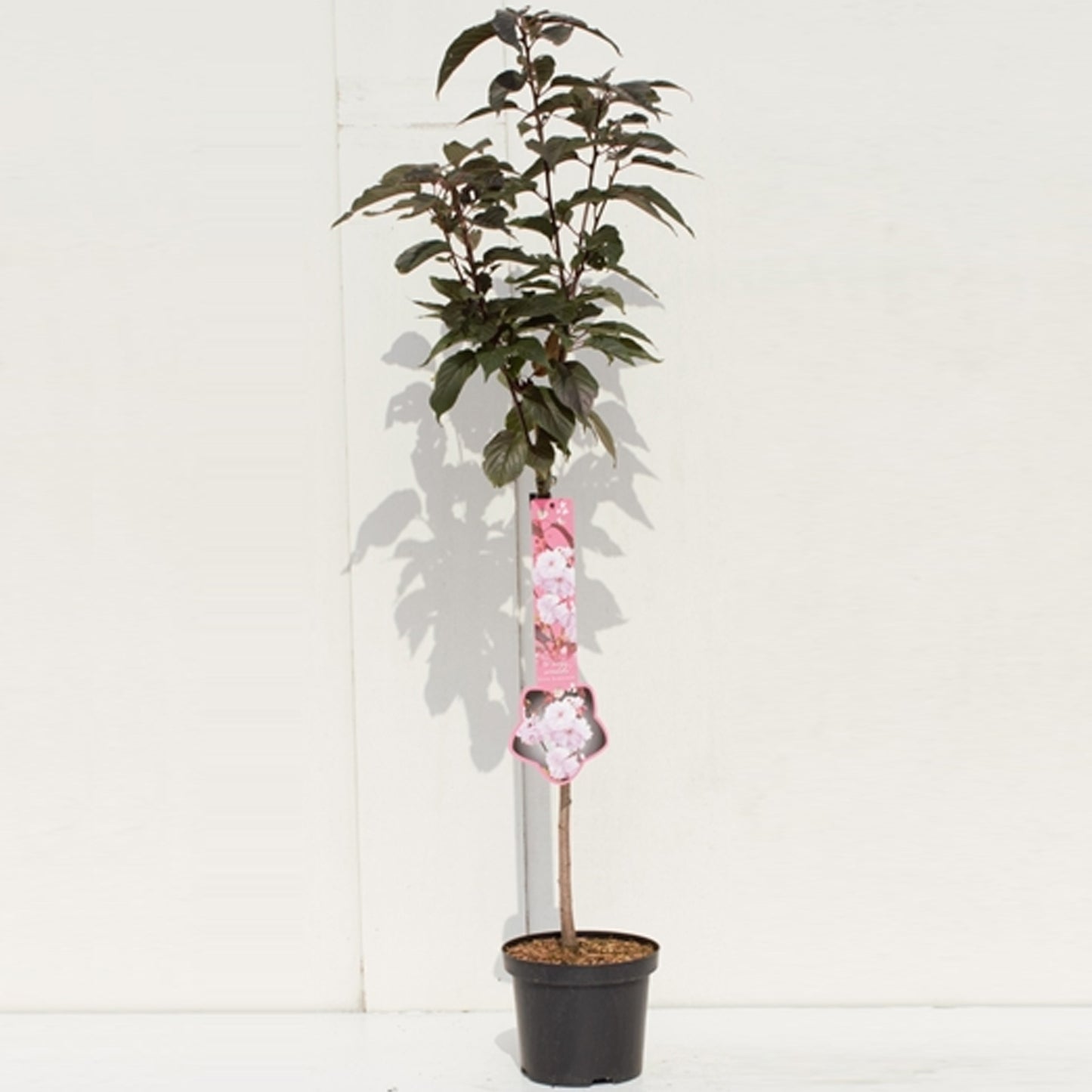 Prunus Royal Burgundy Patio Tree