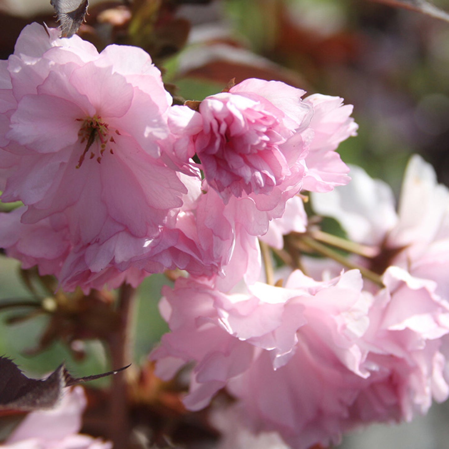 Prunus Royal Burgundy Patio Tree