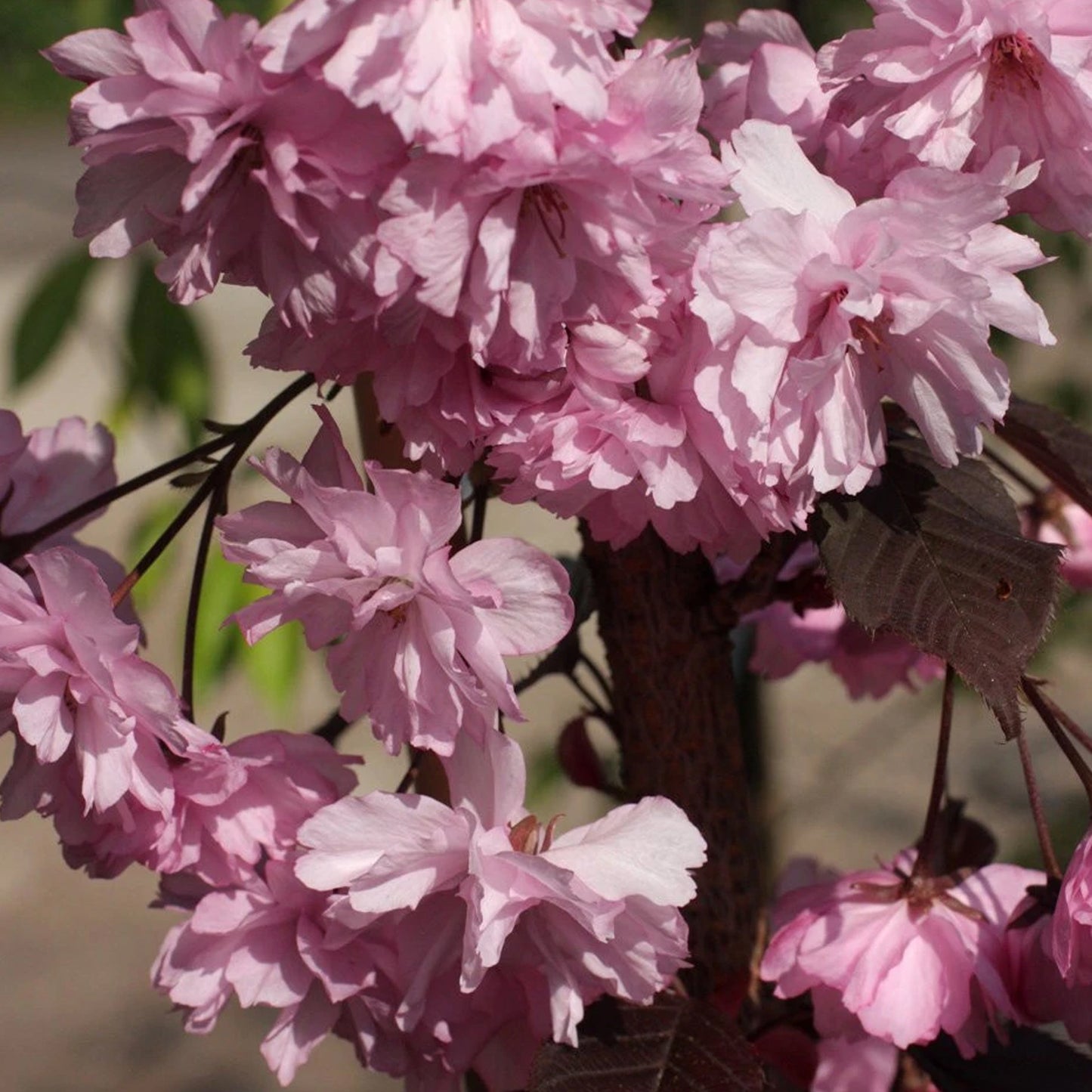 Prunus Royal Burgundy Patio Tree