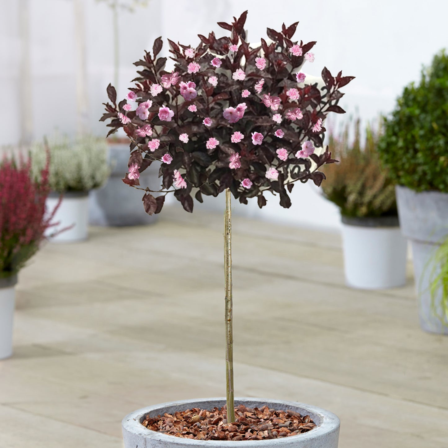 Prunus Royal Burgundy Patio Tree