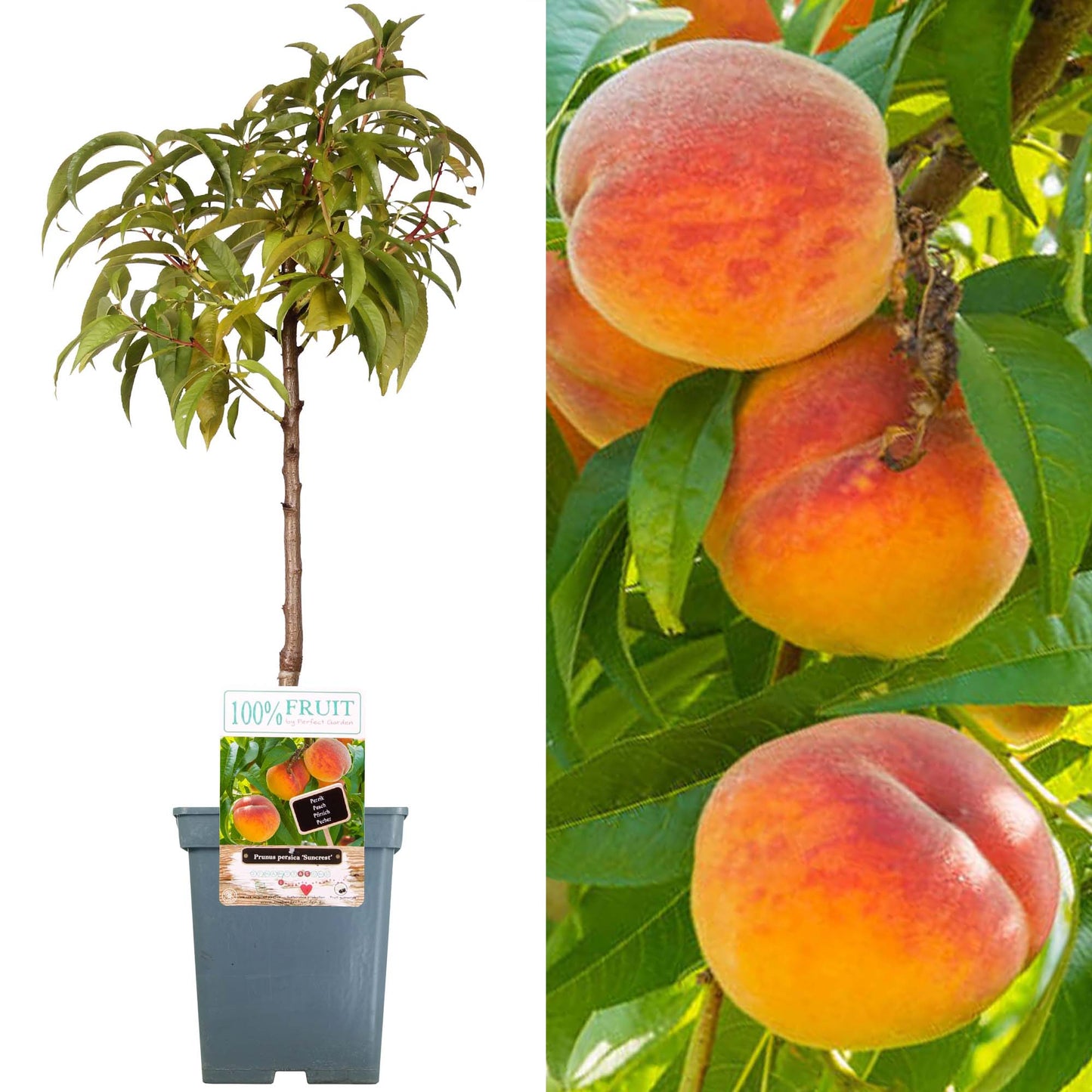 Patio Fruit Trees