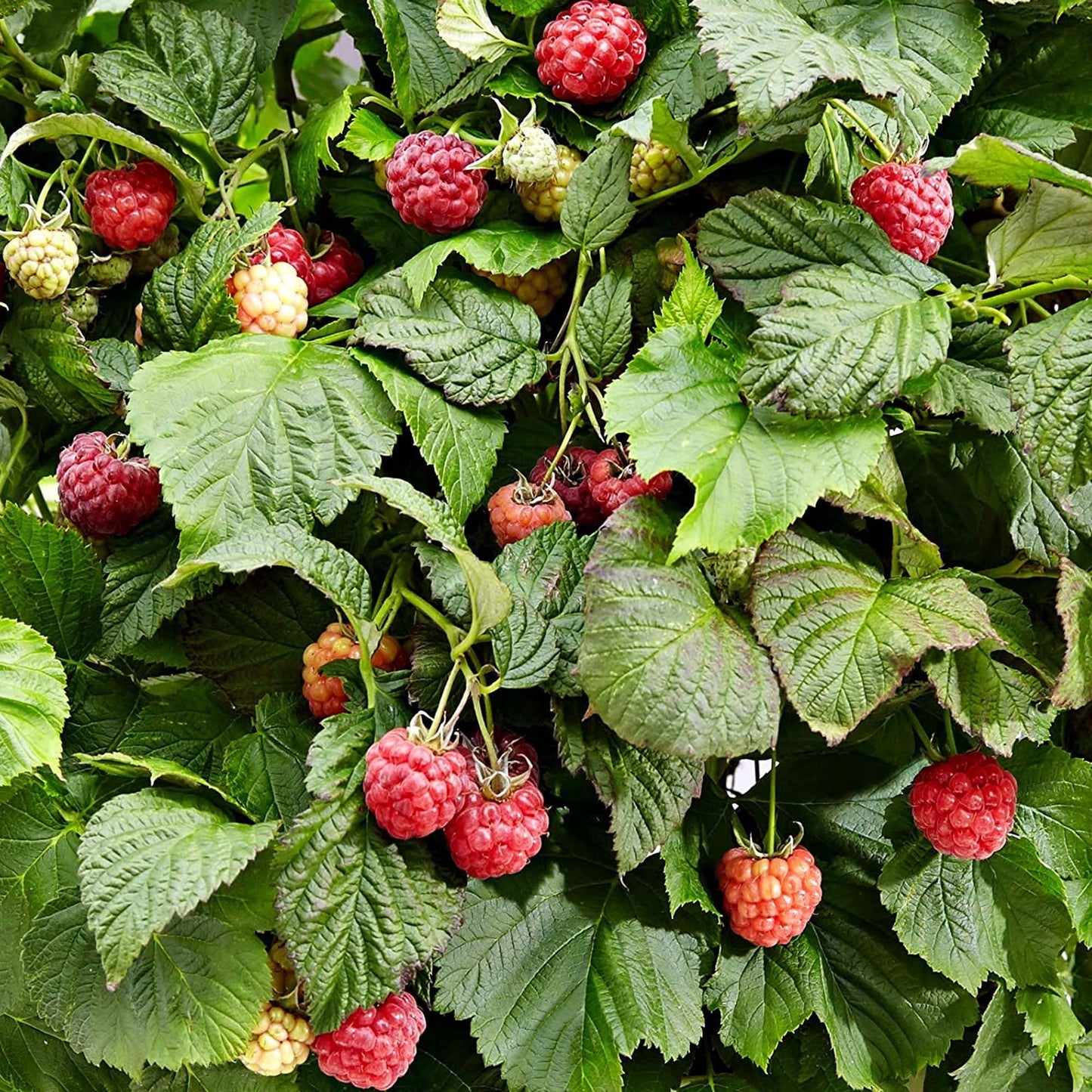 Raspberry Bonbonberry Yummy