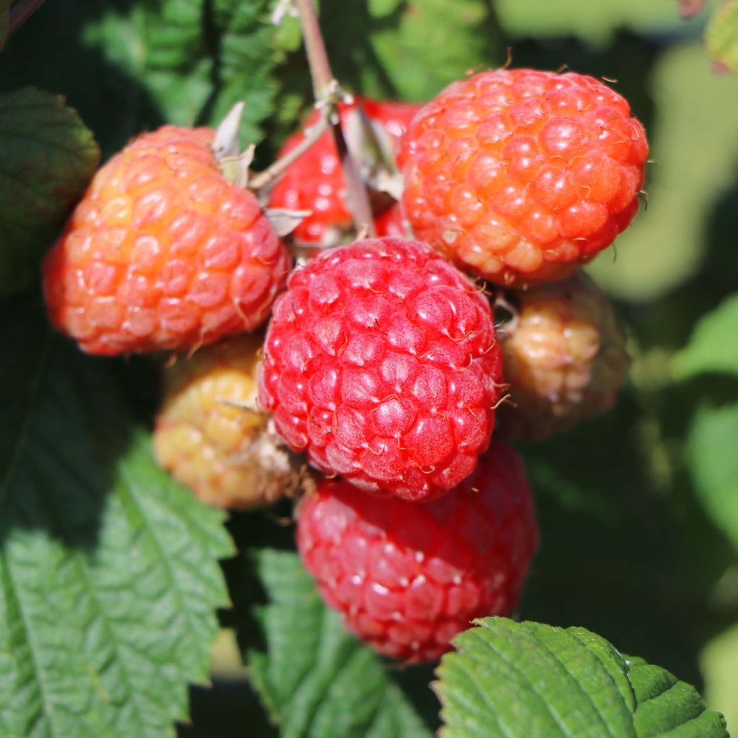 Raspberry Bonbonberry Yummy