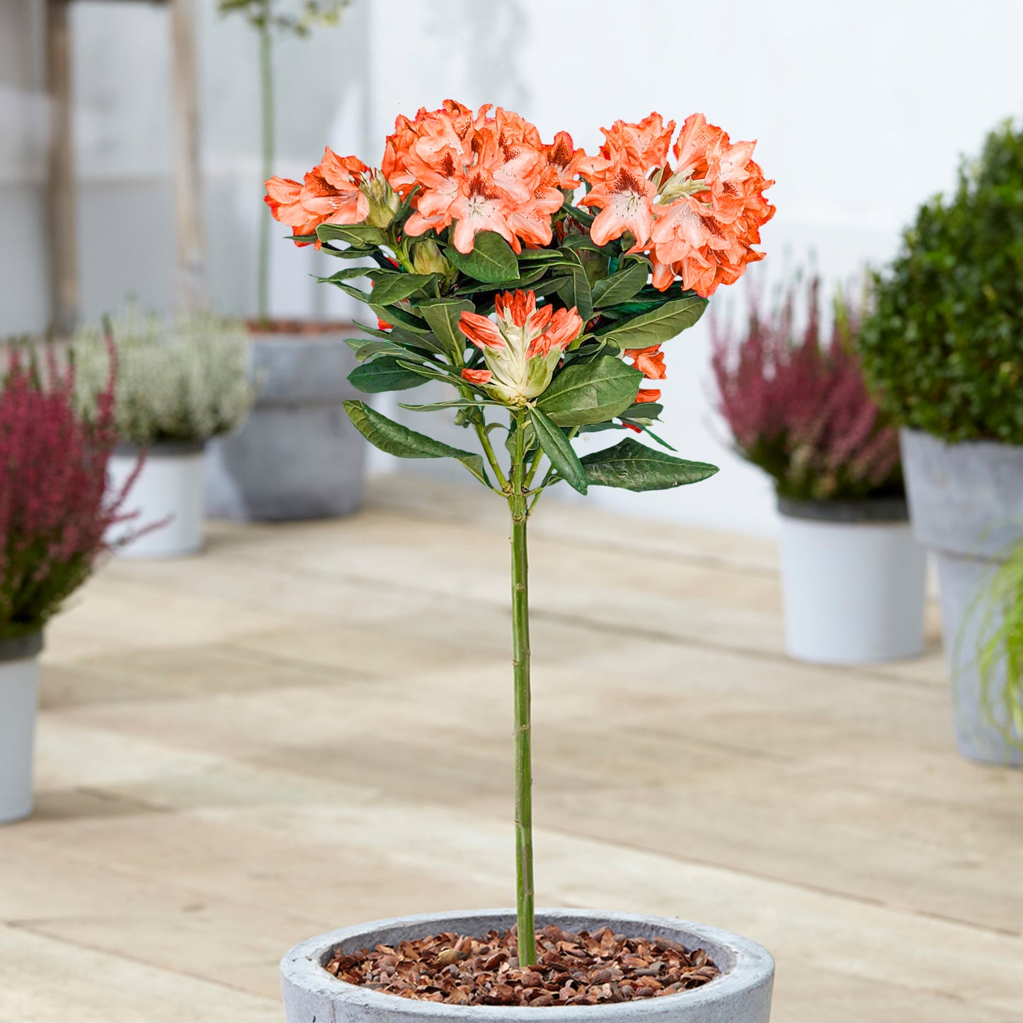 Rhododendron Lollipop Tree