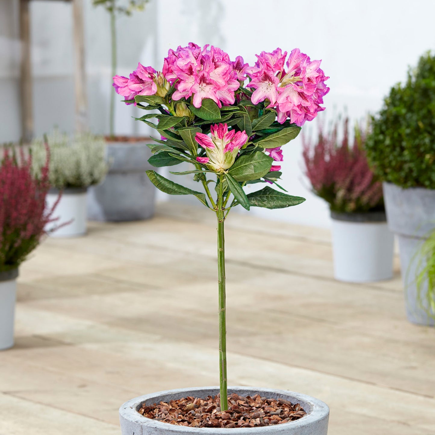 Rhododendron Lollipop Tree