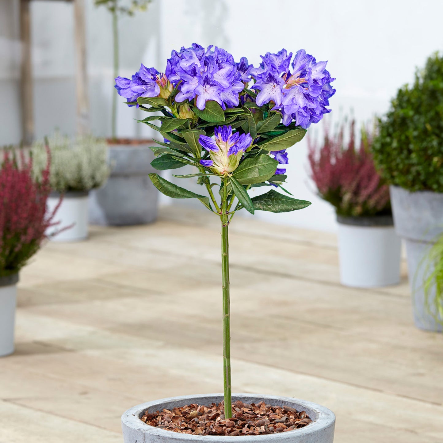 Rhododendron Lollipop Tree