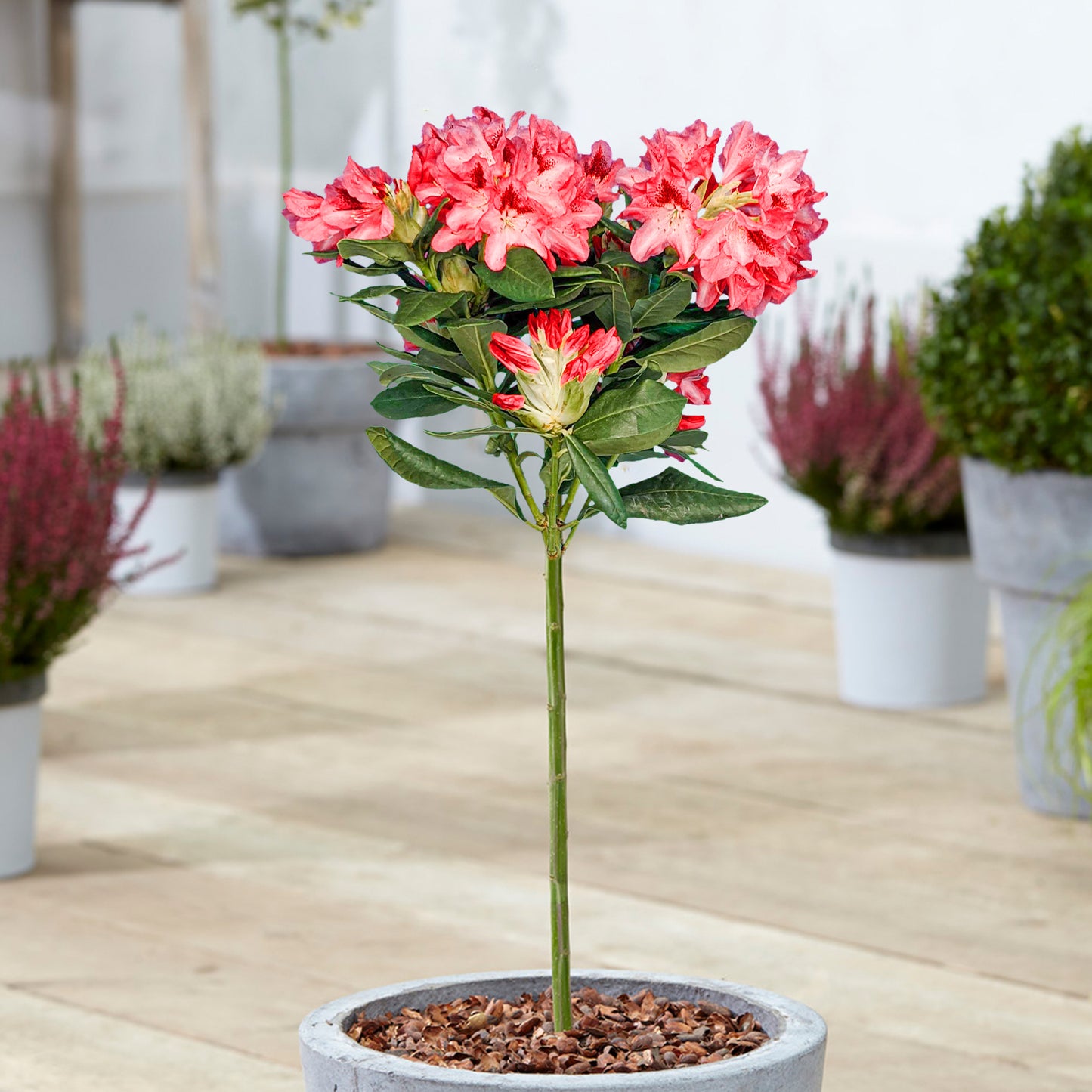 Rhododendron Lollipop Tree