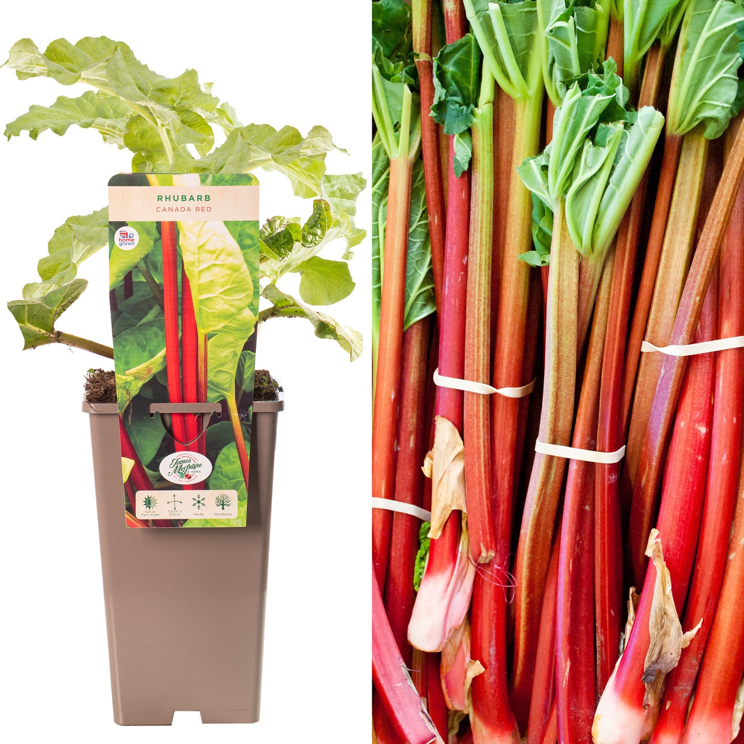 Rhubarb Canada Red