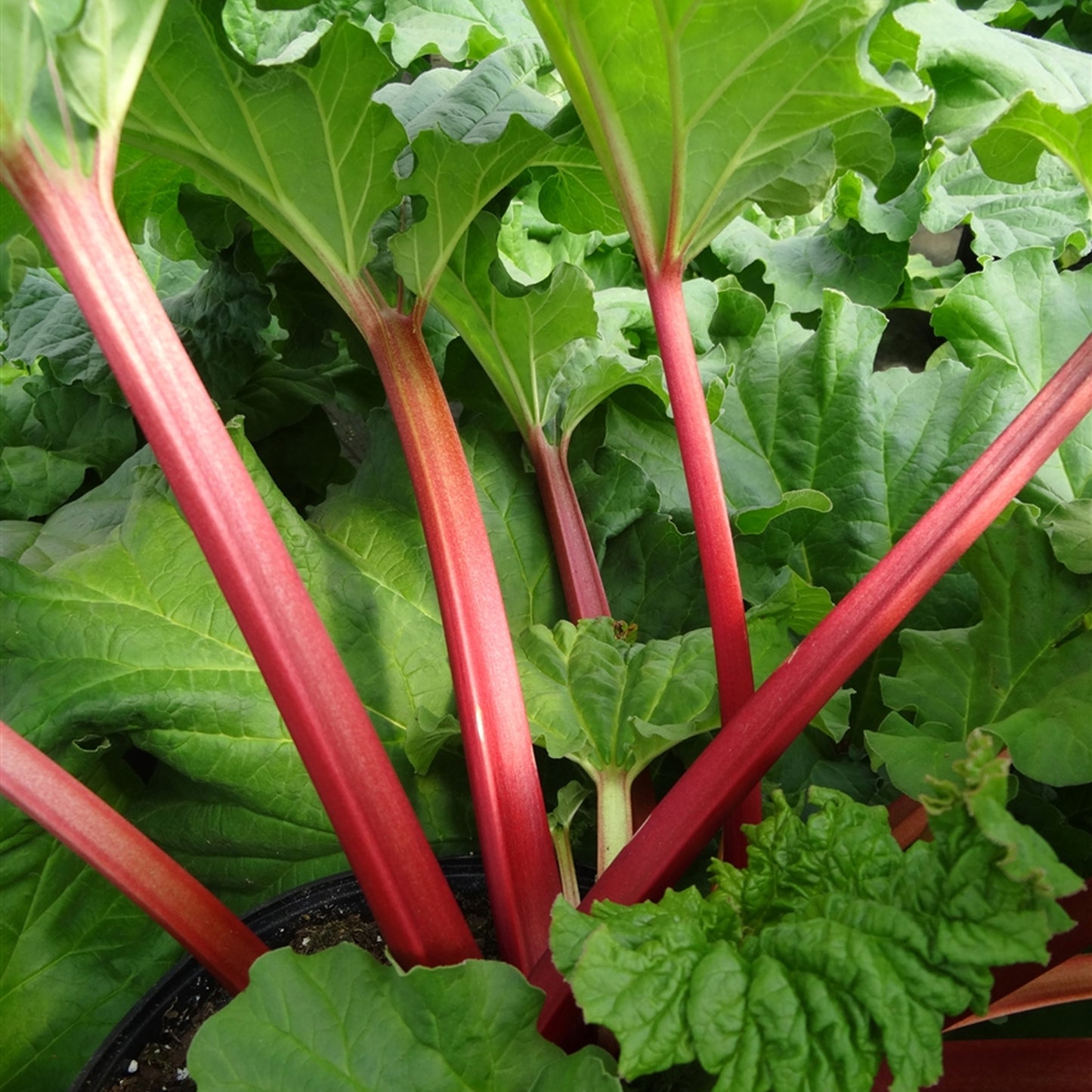 Rhubarb Canada Red