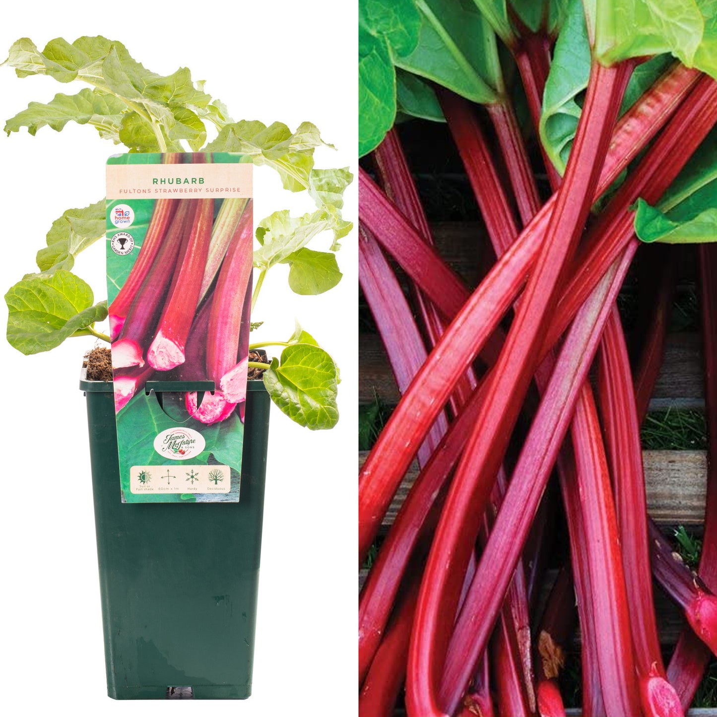 Rhubarb Fulton's Strawberry Surprise