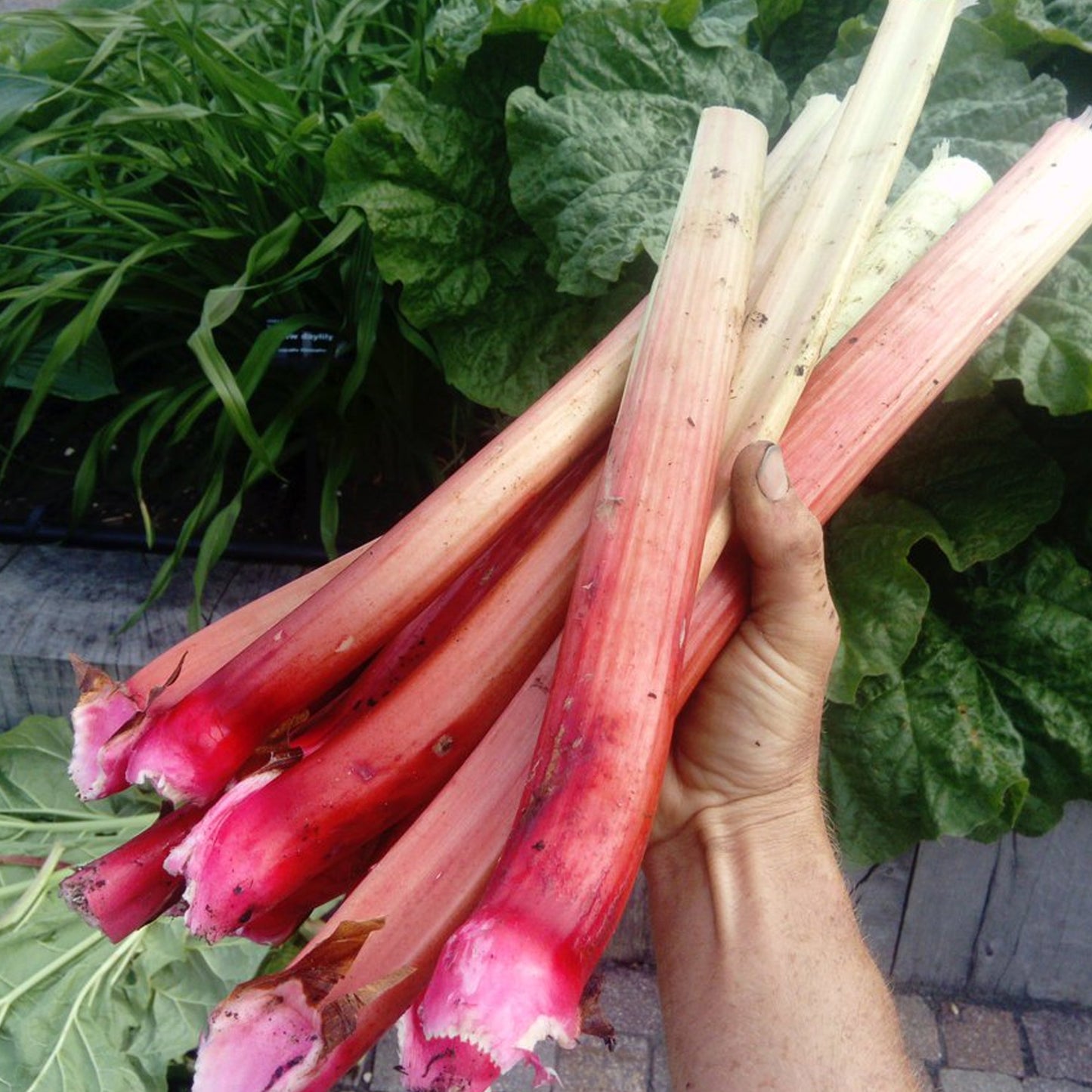 Rhubarb Fulton's Strawberry Surprise