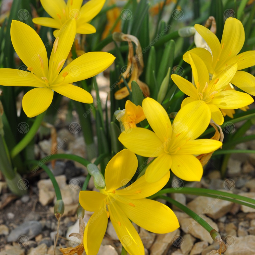 Crocus Sternbergia Lutea -MASTER-