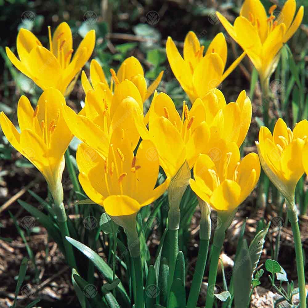 Crocus Sternbergia Lutea -MASTER-
