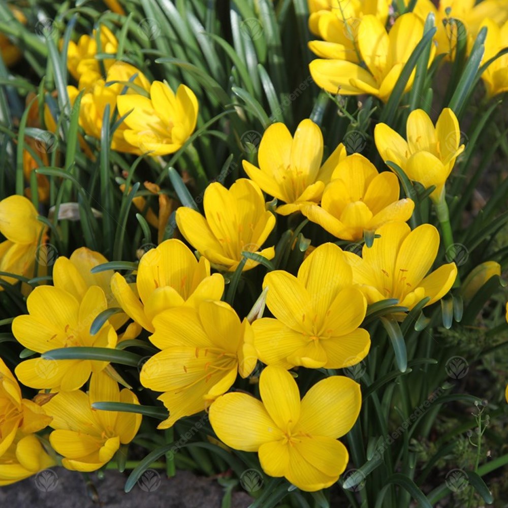 Crocus Sternbergia Lutea -MASTER-
