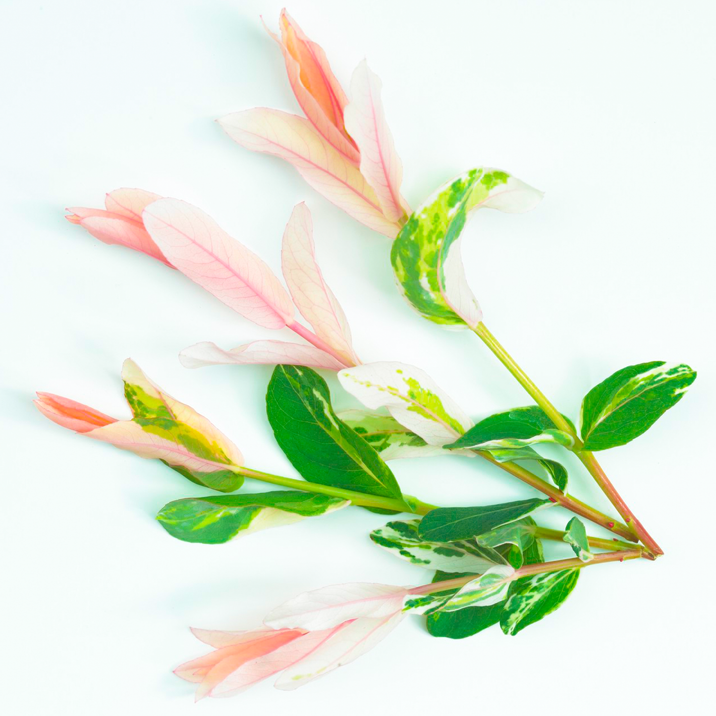 Salix Hakuro Nishiki Patio Tree