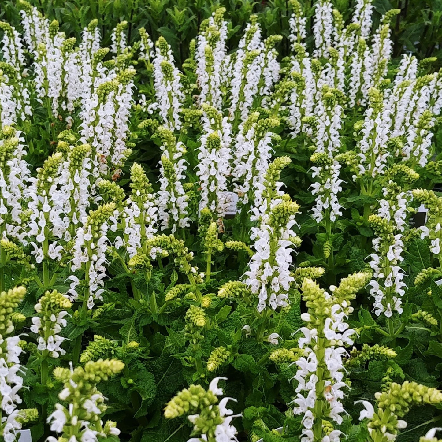 Salvia BumbleSnow