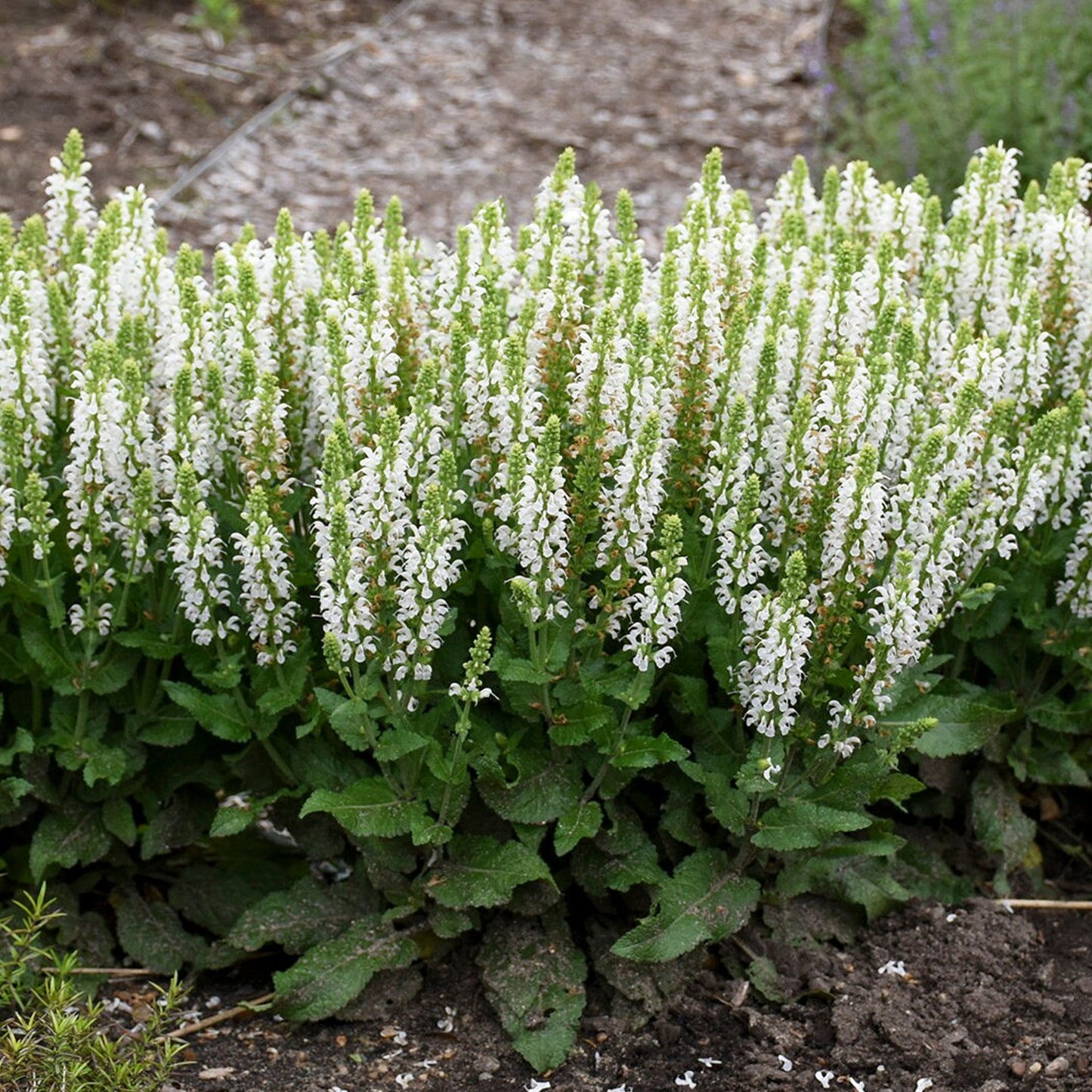 Salvia BumbleSnow