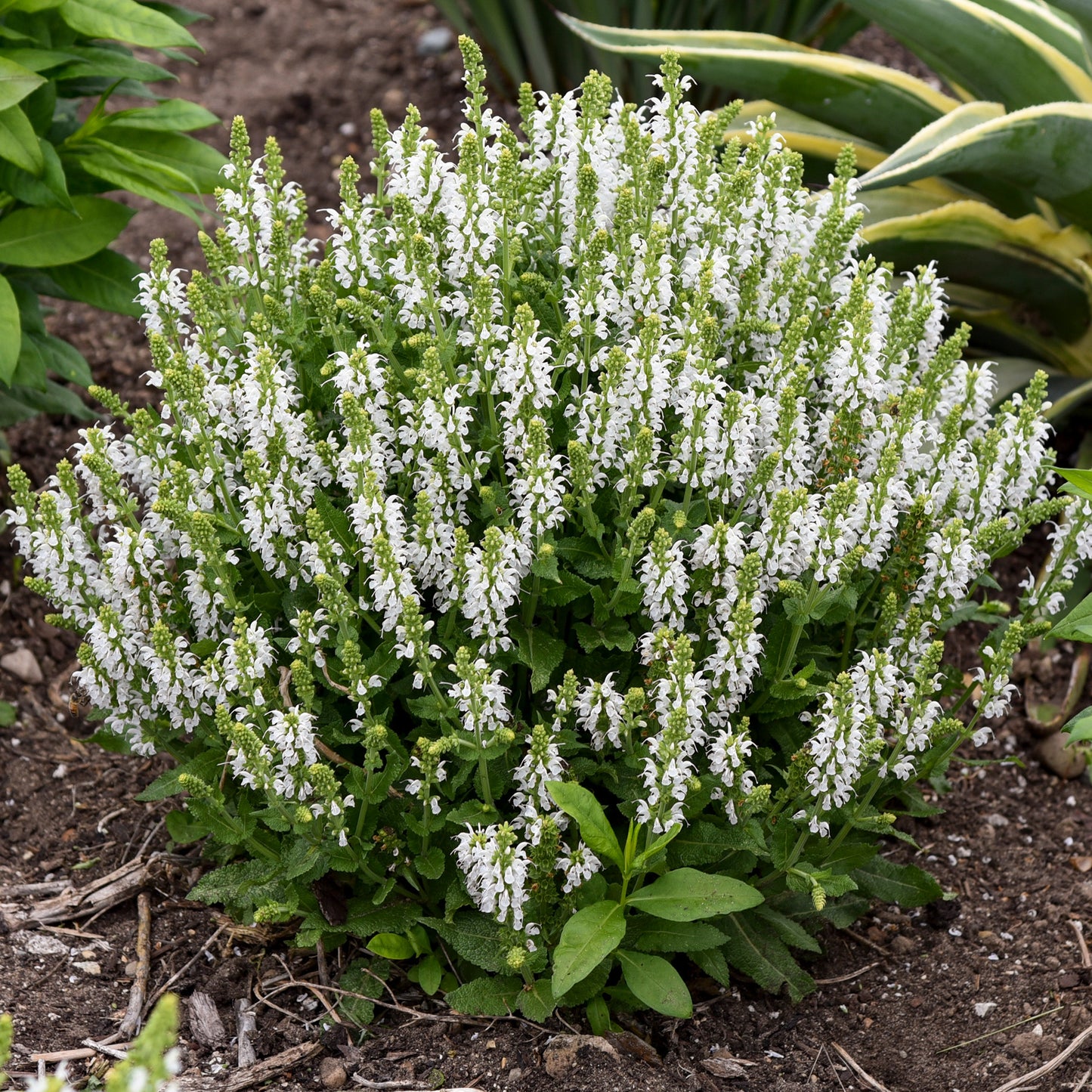 Salvia BumbleSnow