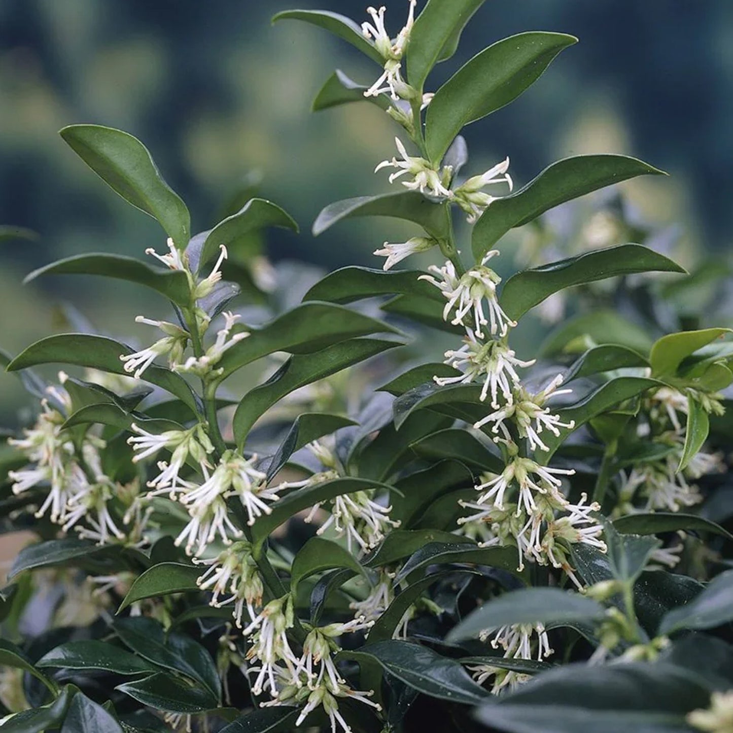 Sarcococca Hookeriana