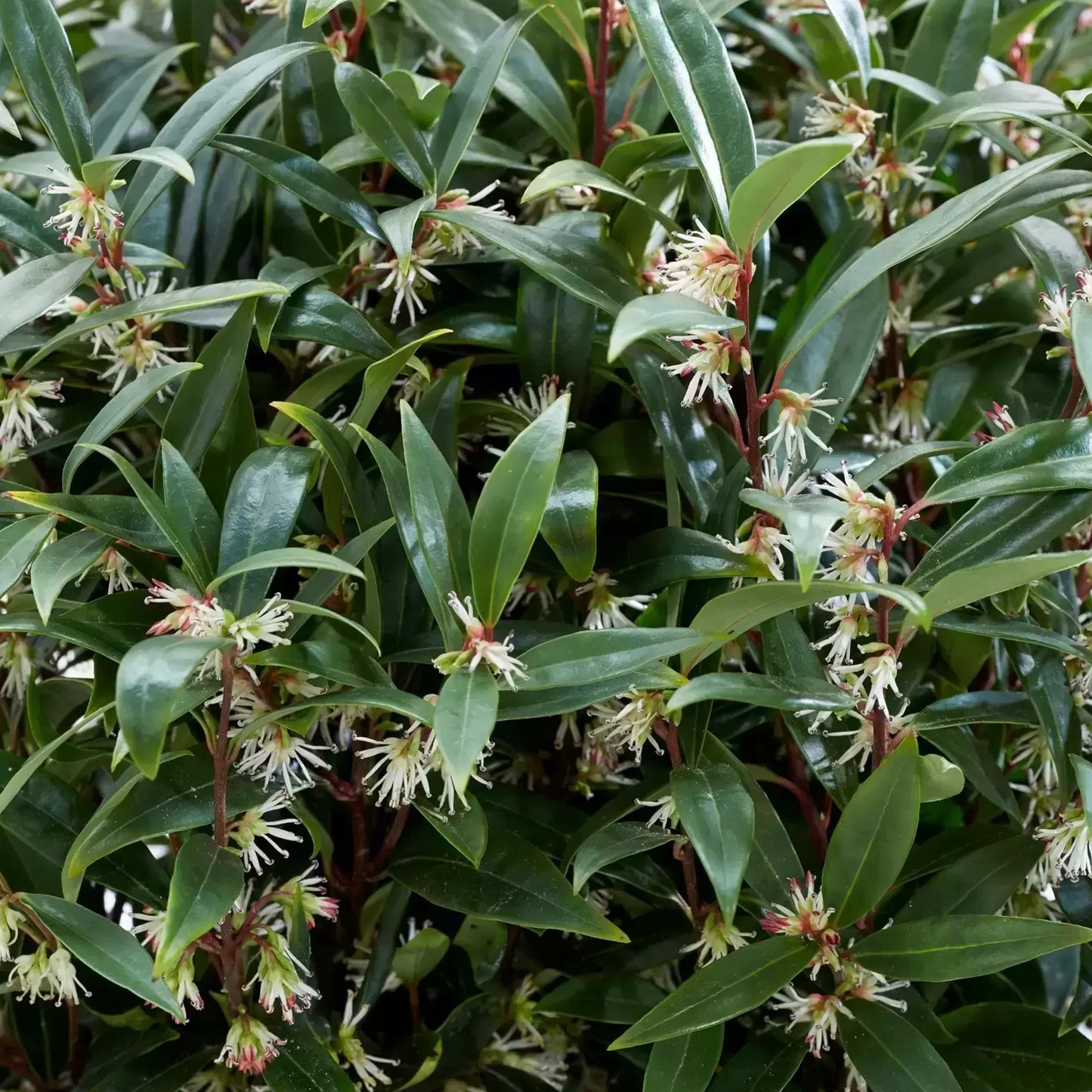Sarcococca Hookeriana