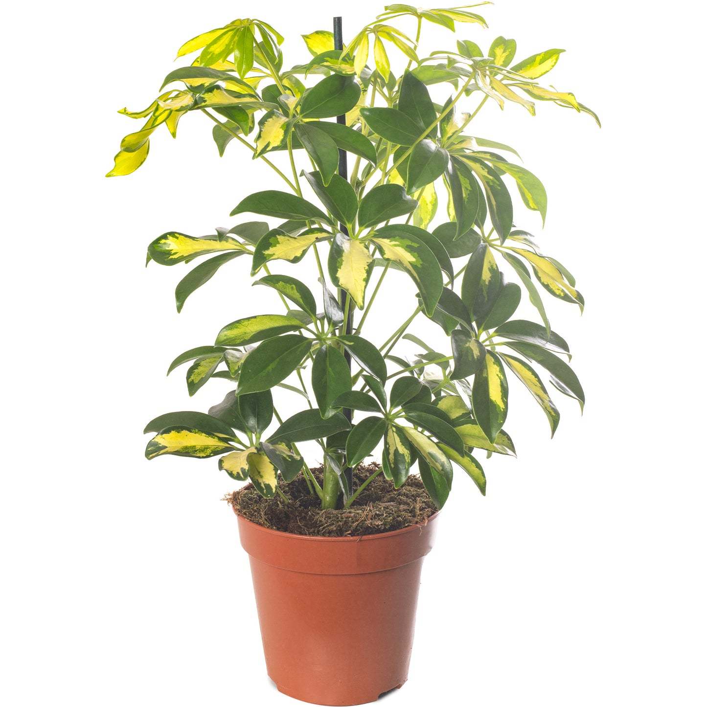 Schefflera Gold Capella