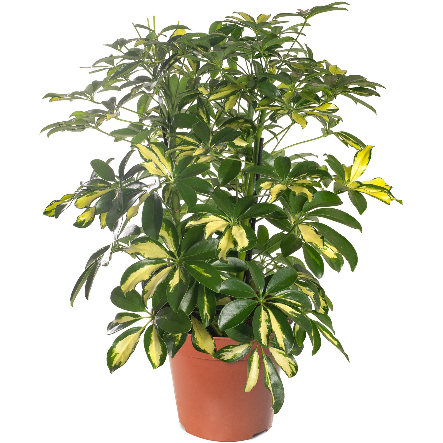 Schefflera Gold Capella