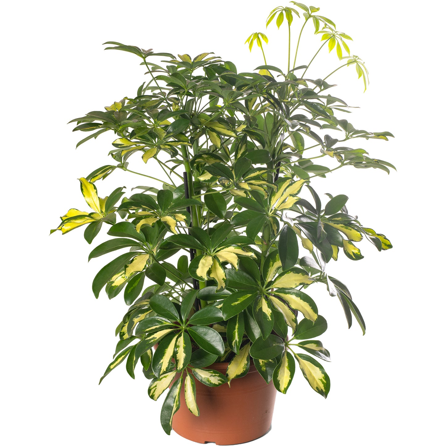 Schefflera Gold Capella