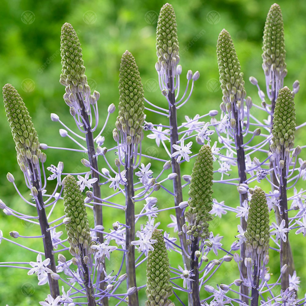 Scilla Hyacinthoides Blue Arrow -MASTER-