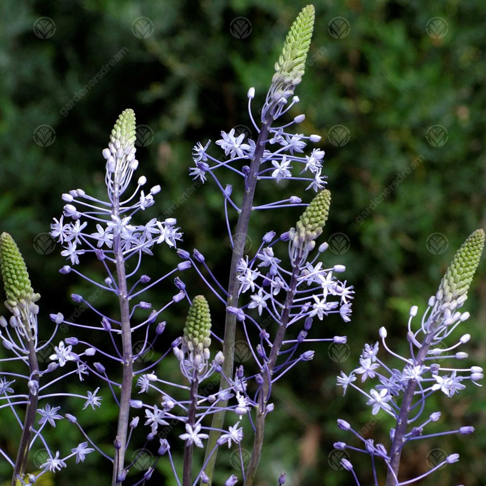Scilla Hyacinthoides Blue Arrow -MASTER-