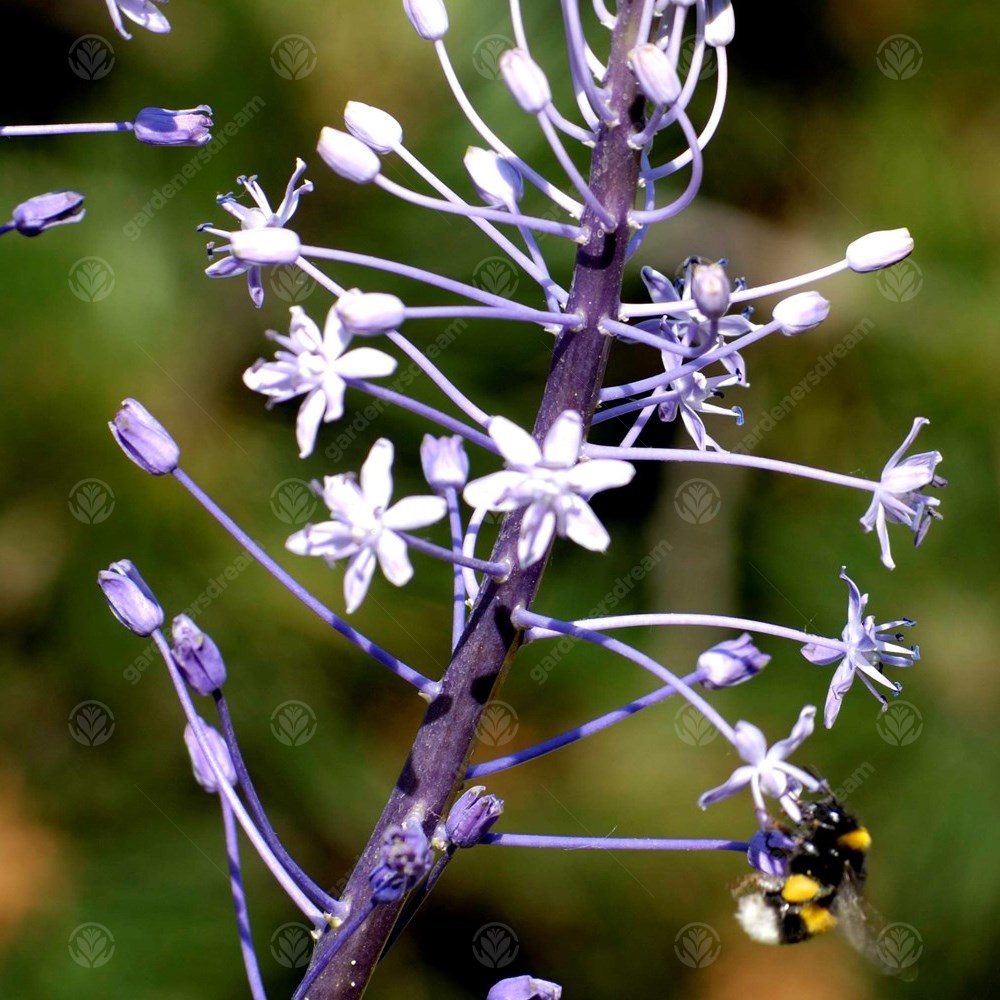 Scilla Hyacinthoides Blue Arrow -MASTER-
