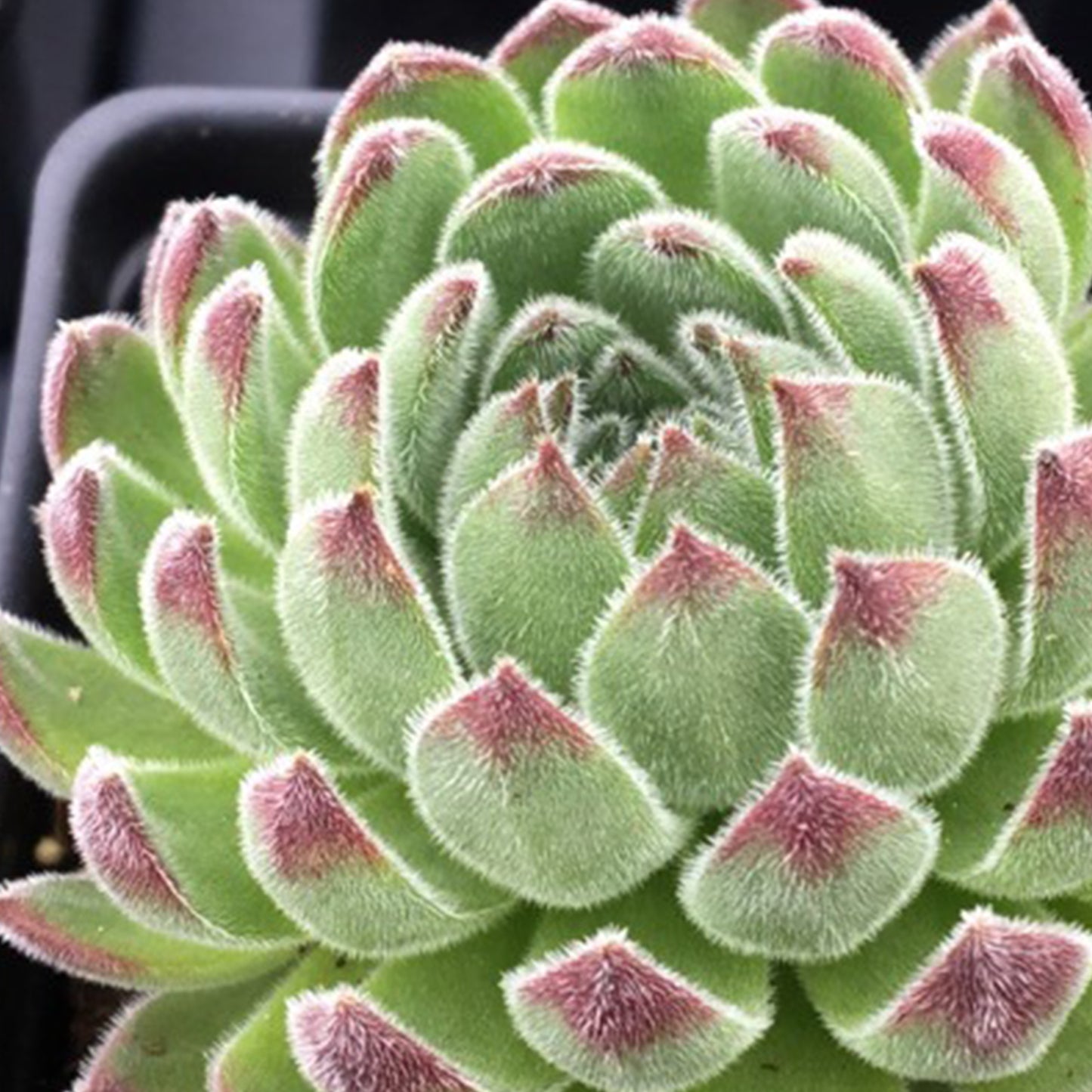 Sempervivum Sugar Shimmer