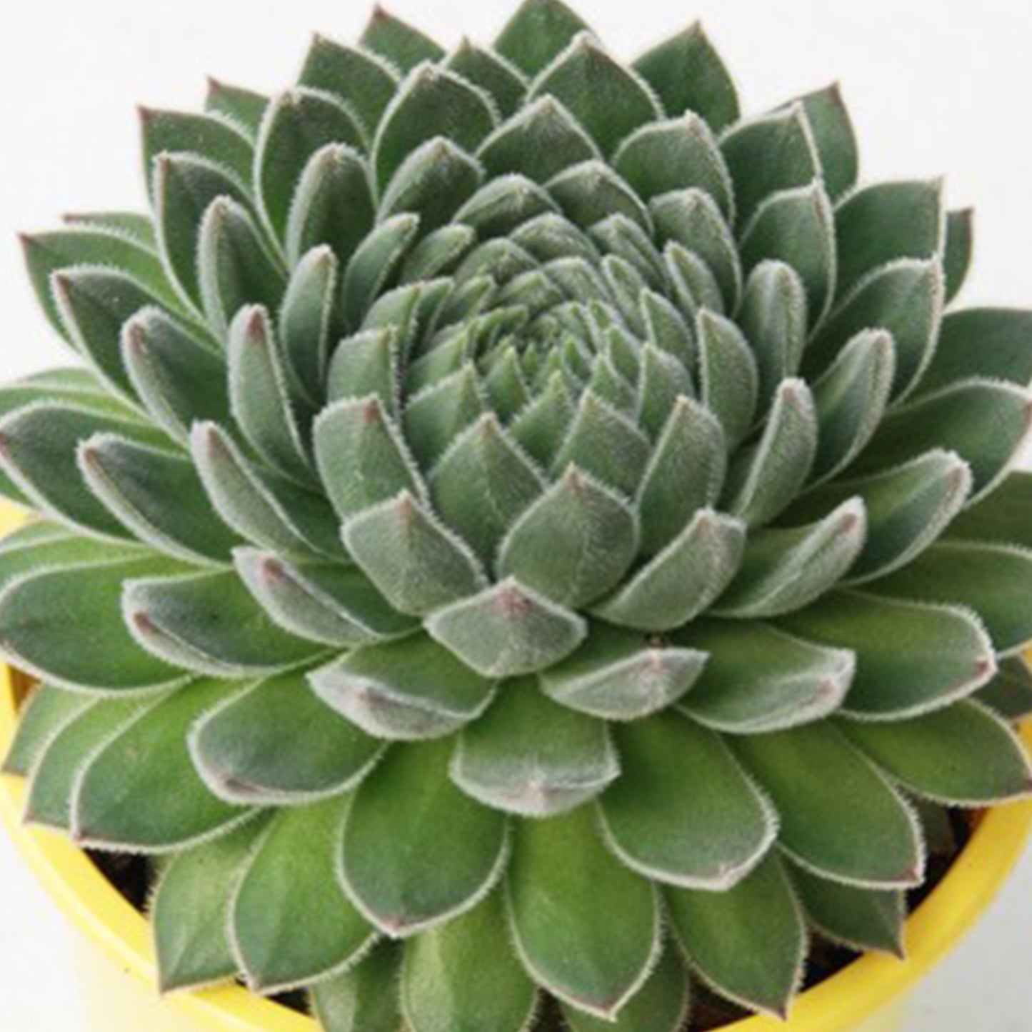 Sempervivum Sugar Shimmer