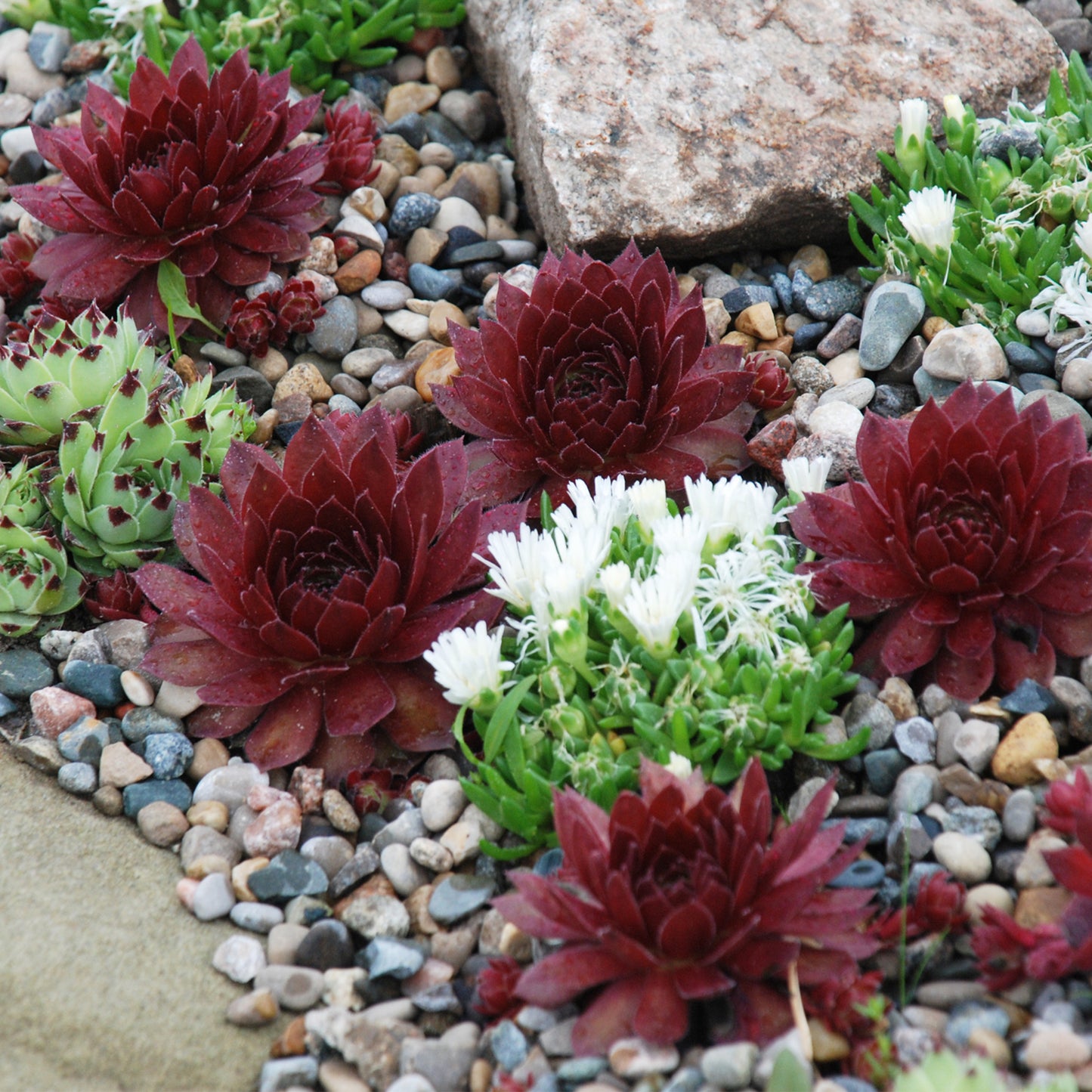 Sempervivum Cherry Berry