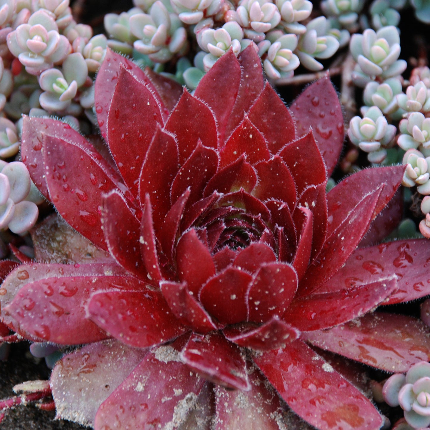 Sempervivum Cherry Berry