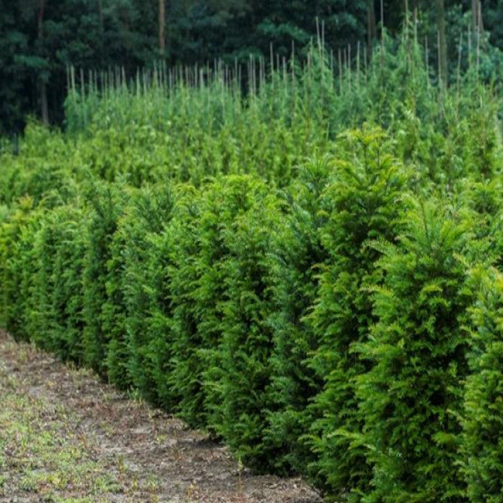 Taxus Baccata