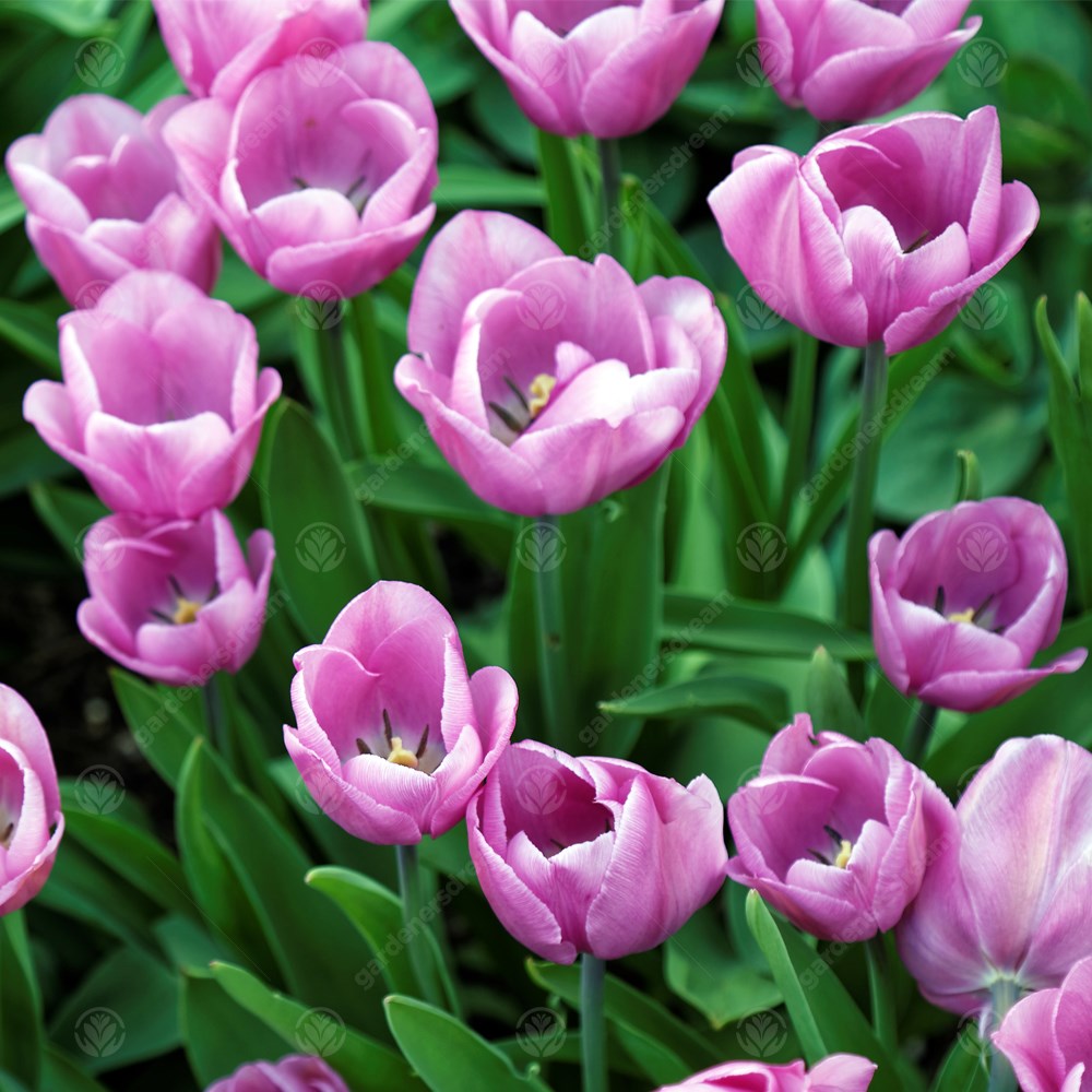 Tulips Alibi -MASTER-