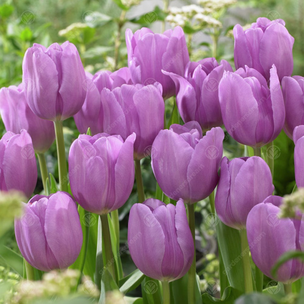 Tulips Alibi -MASTER-