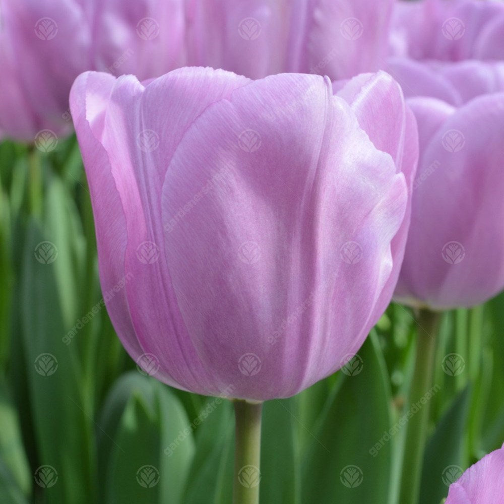 Tulips Alibi -MASTER-