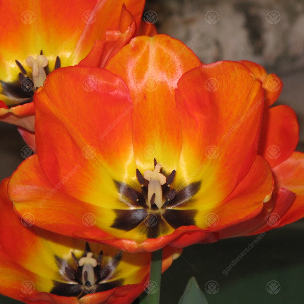 Tulips American Dream -MASTER-