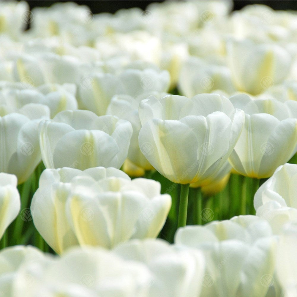 Tulips Angels Wish -MASTER-