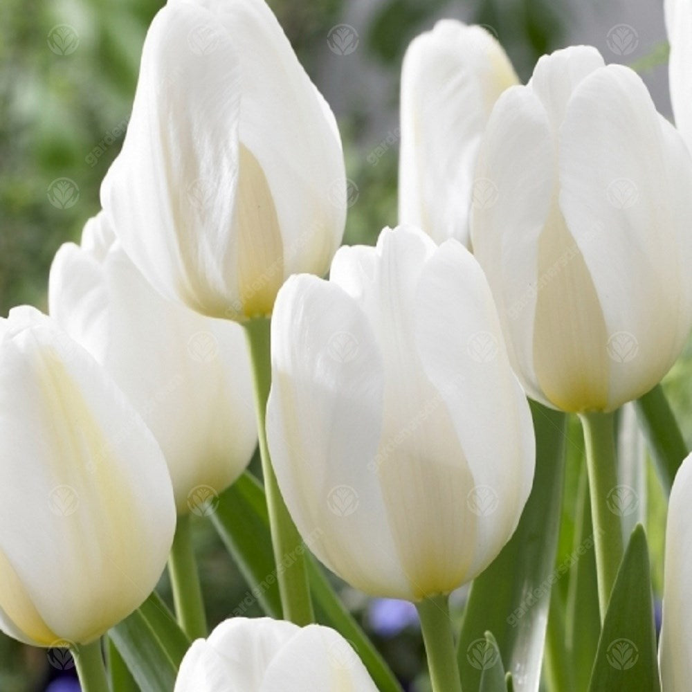 Tulips Angels Wish -MASTER-