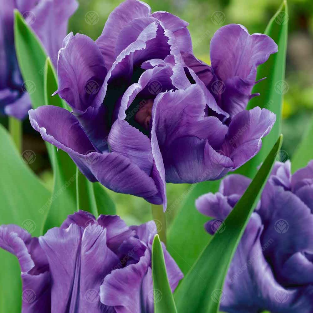 Tulips Blue Parrot -MASTER-