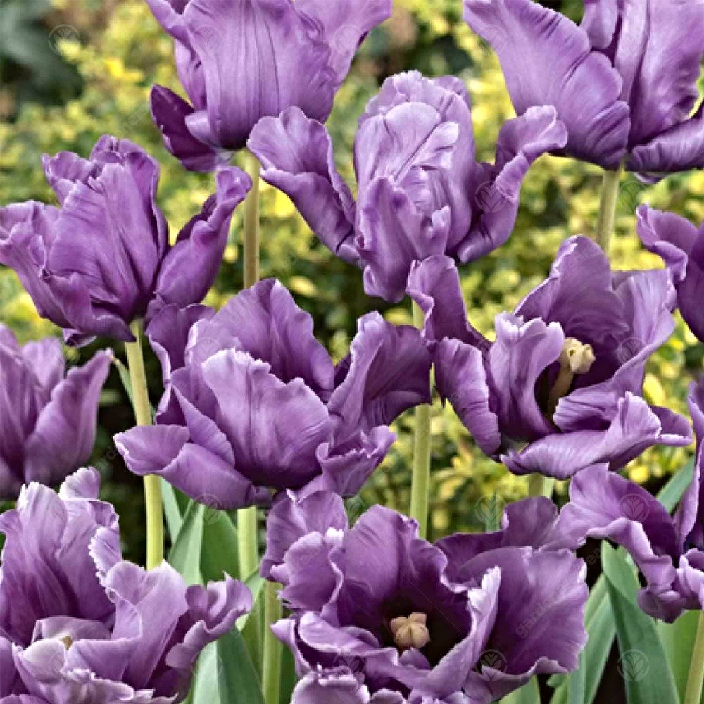 Tulips Blue Parrot -MASTER-