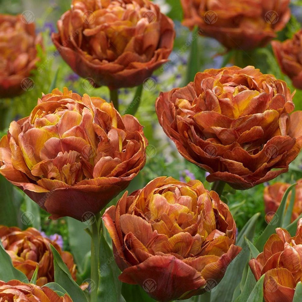 Tulips Brownie -MASTER-