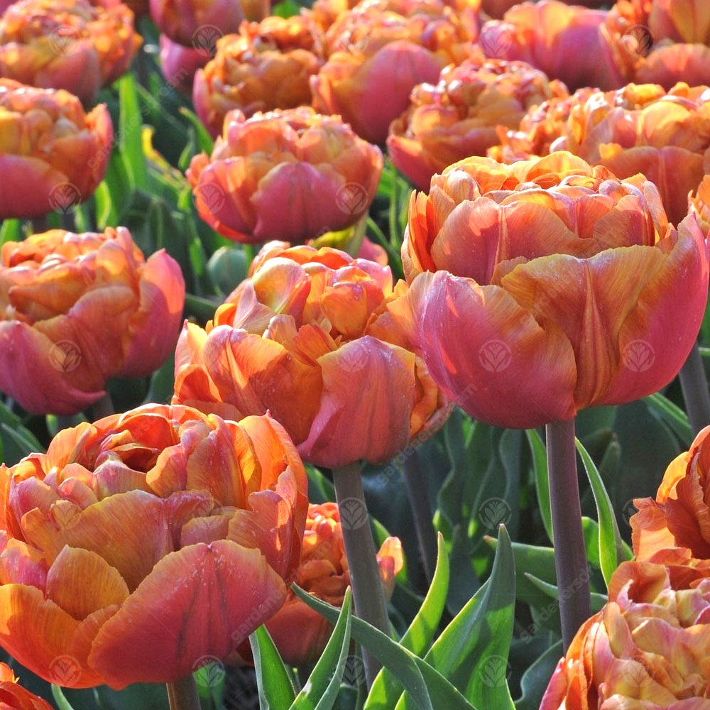 Tulips Brownie -MASTER-