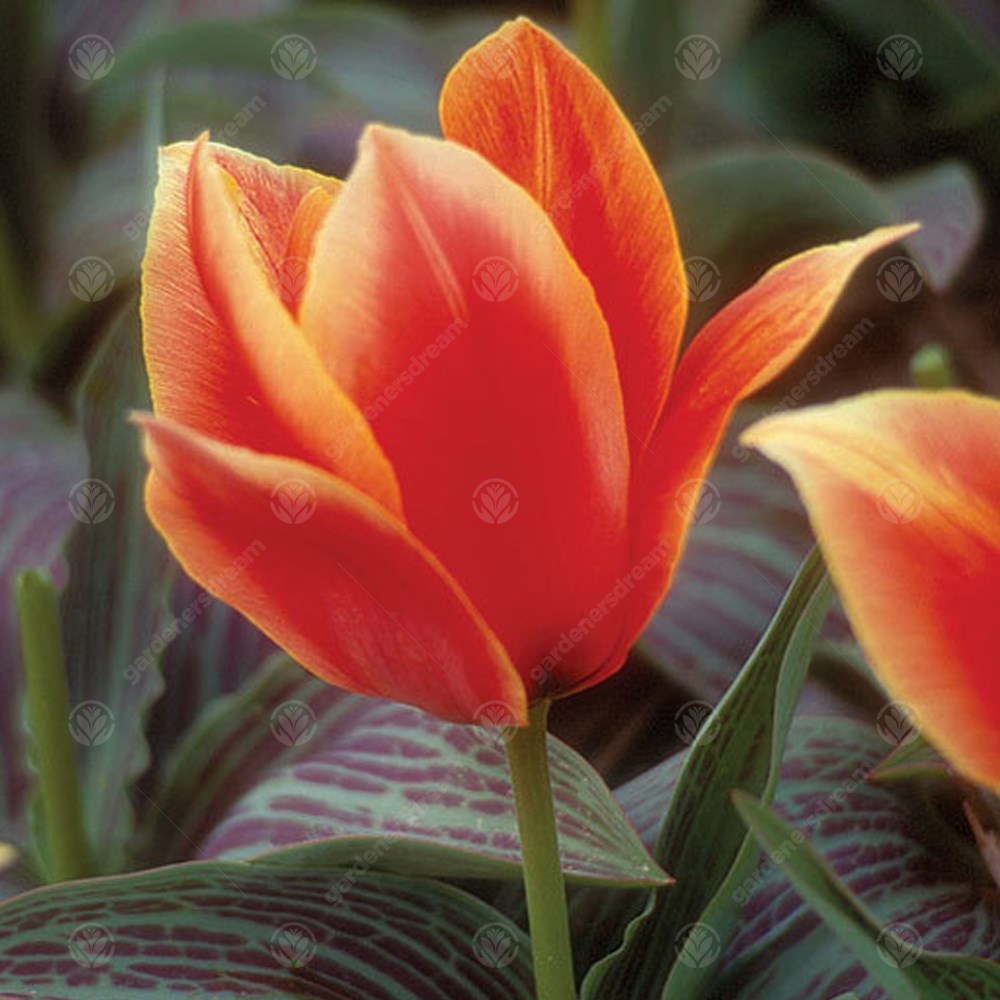 Tulips Calypso -MASTER-